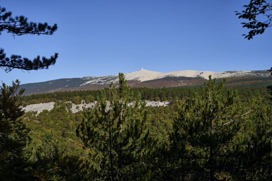 forêt